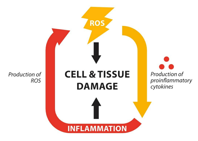 Oxygen and Tissue Regeneration